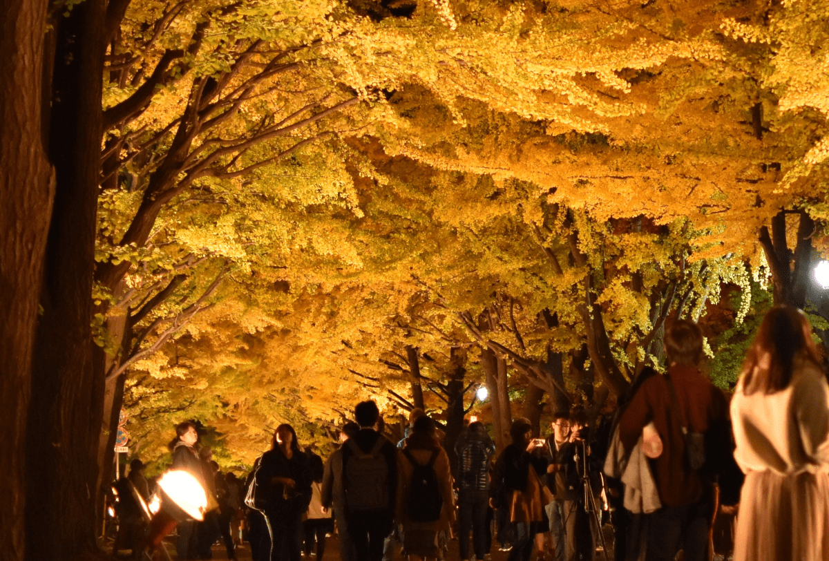 メインイベントであるライトアップの様子