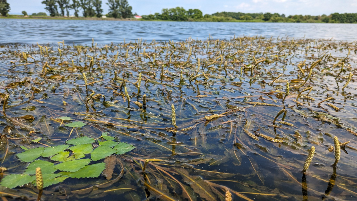 北海道の豊かな湿地帯(ヒルムシロとヒシ)