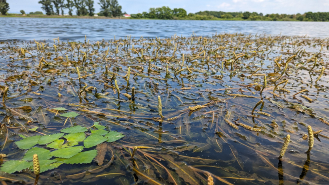 北海道の豊かな湿地帯(ヒルムシロとヒシ)