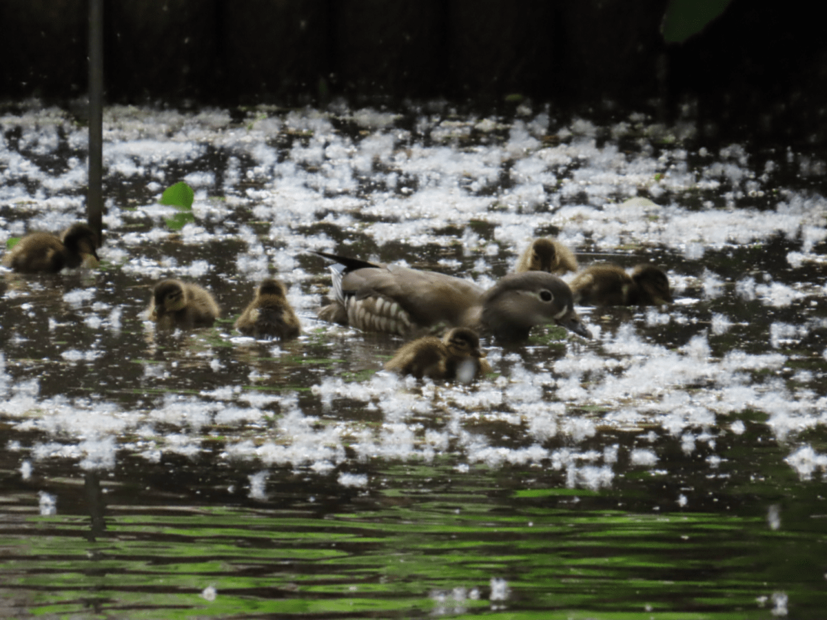 北大構内で子育てをするオシドリの様子です。