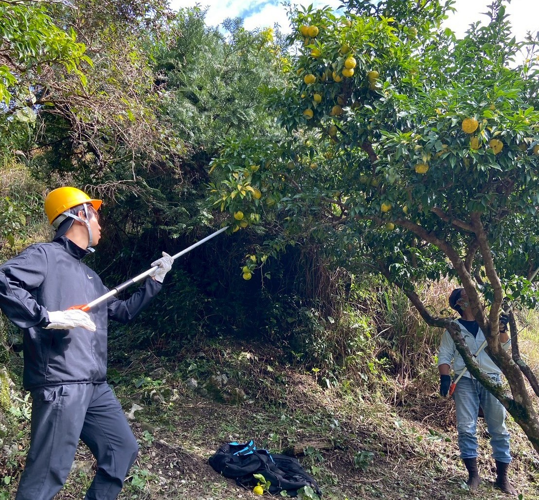 和歌山研究林のある集落平井でゆずの収穫を手伝っている様子
