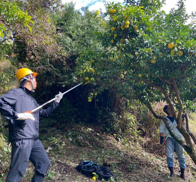 和歌山研究林のある集落平井でゆずの収穫を手伝っている様子